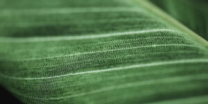 The Evolution of Sustainable Fabrics: What’s New in 2025?
